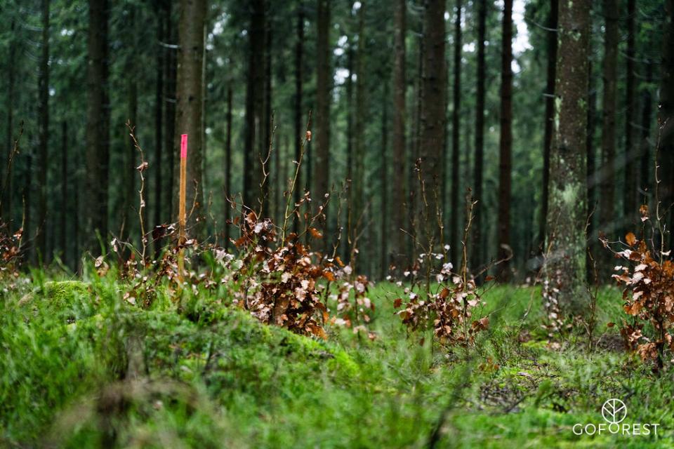 Vrijwilligers planten jonge bomen tijdens een natuurherstelproject van Go Forest.