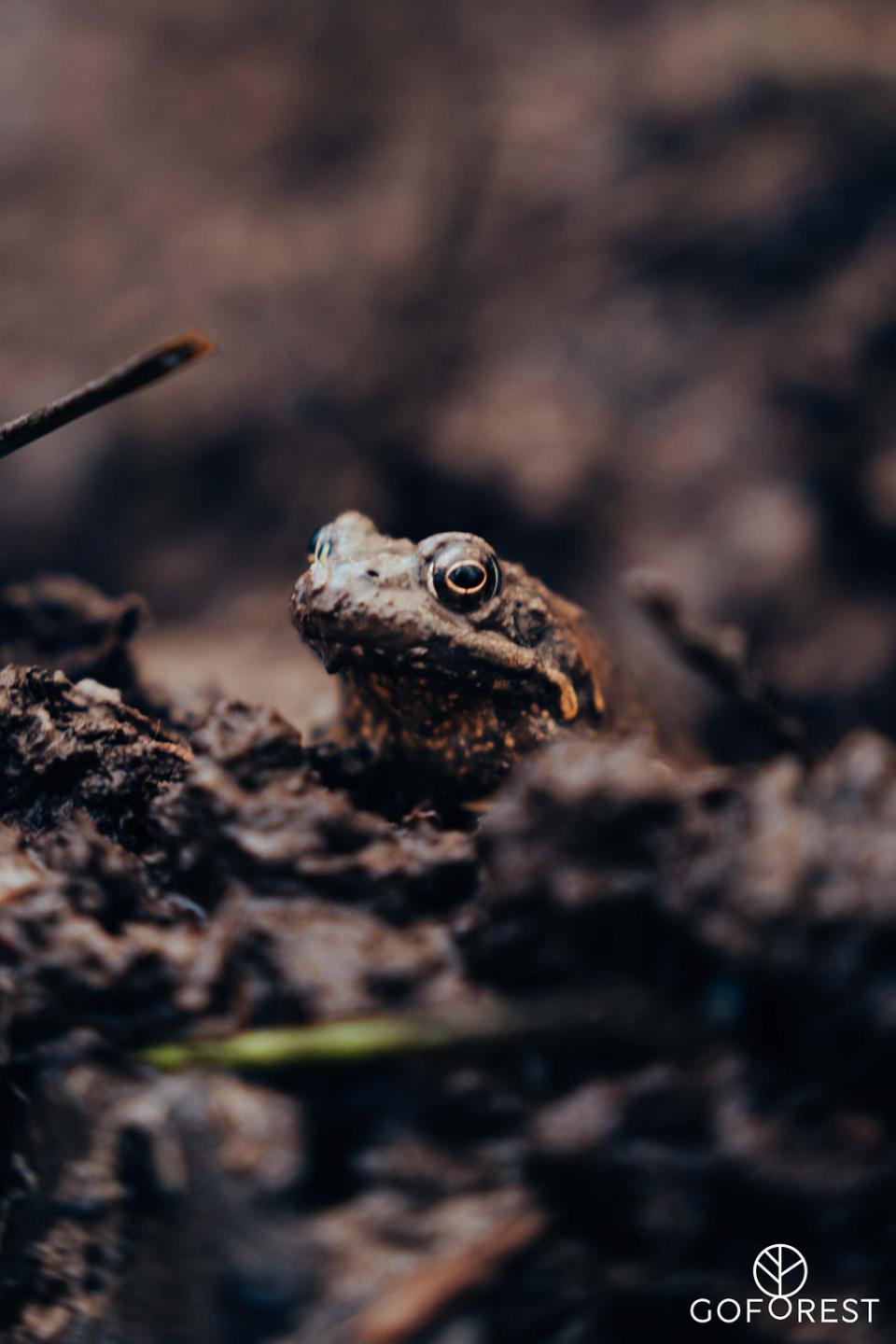 Vrijwilligers werken samen aan de aanplant van nieuwe bomen tijdens een natuurproject.