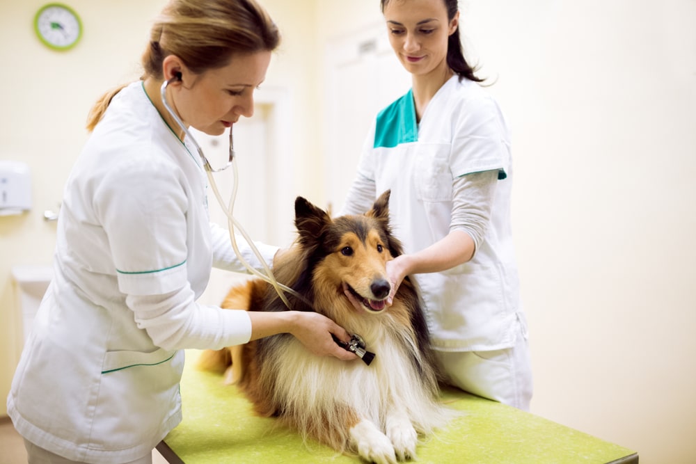 Easy Payments betrouwbare partner voor dierenartsen